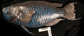 Media type: image;   Ichthyology 29224 Aspect: lateral